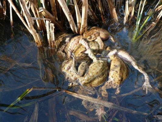 Erdkröten