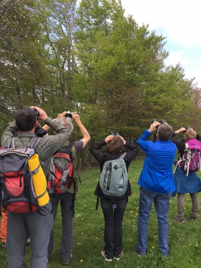 Vögel beobachten – 3 Exkursionen