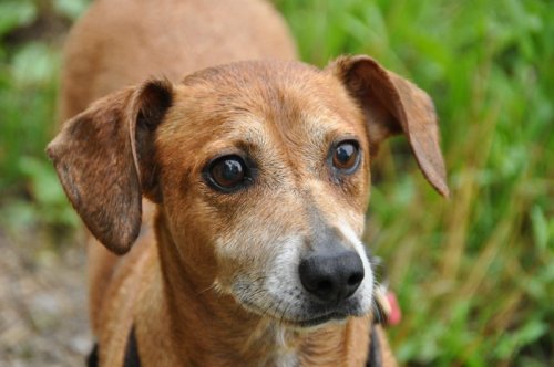 Schweizerische Hunde- und Katzenrettung SHKR