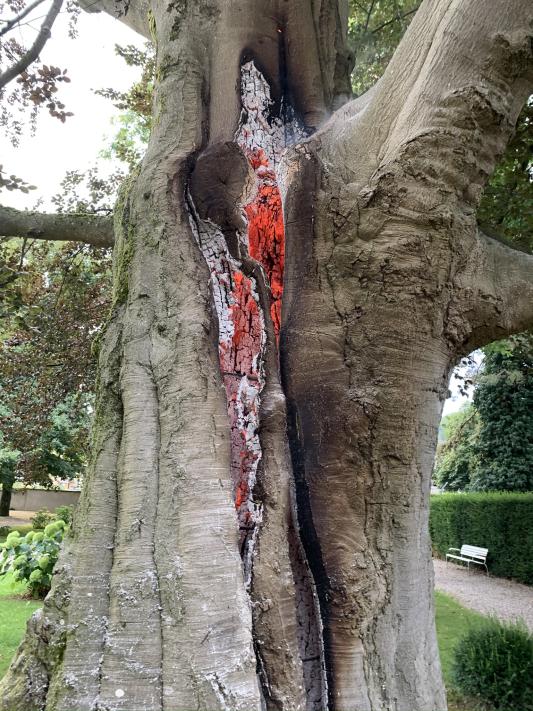 Brennender Baumstamm