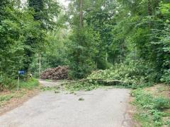 Risiko für Astabbrüche im Wald Risiko für Astabbrüche im Wald