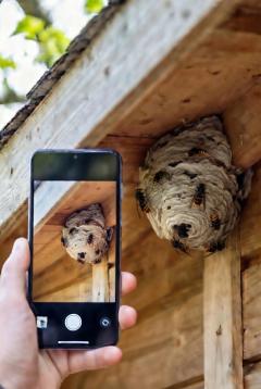 Asiatische Hornisse: Jetzt Nester bekämpfen