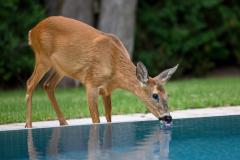 Private Pools für Wildtiere sichern