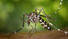 Tigermücken breiten sich in Bottmingen stark aus Tigermücken breiten sich in Bottmingen stark aus